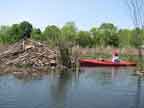 beaver lodge between the river and the oxbow